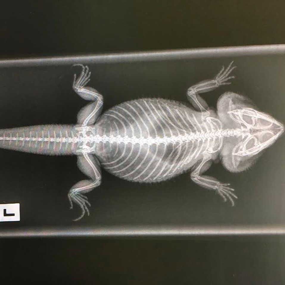 Pocket and Exotic Pets - Lizards