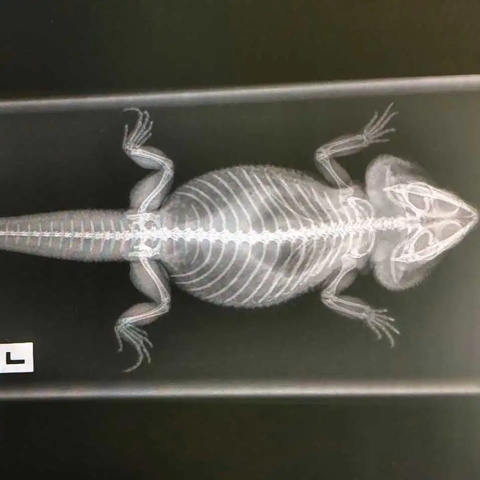 Pocket and Exotic Pets - Lizards