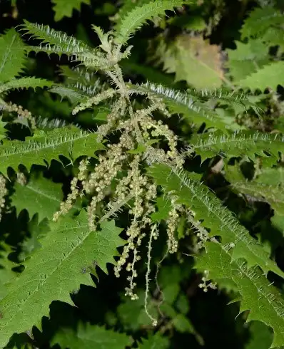 Stinging nettle