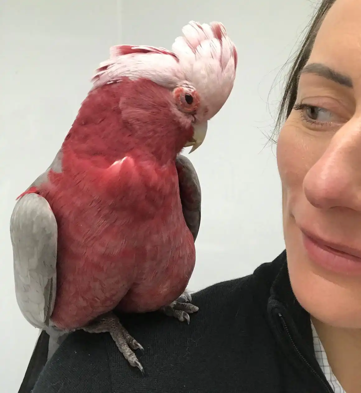 Veronika & gallah