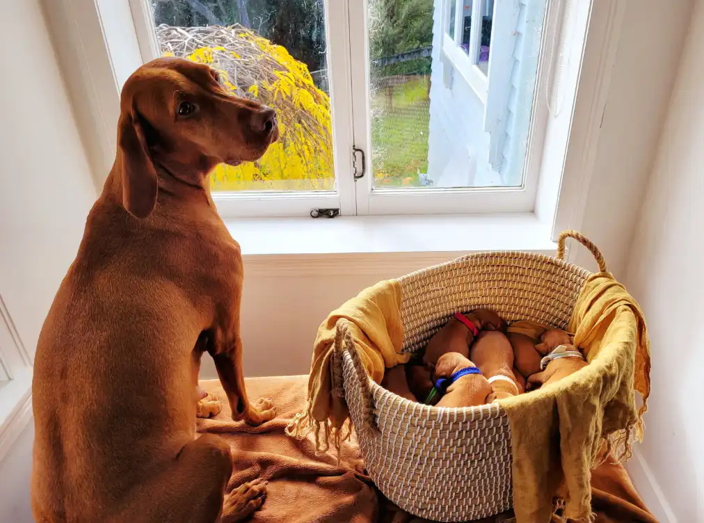 Vizsla puppy