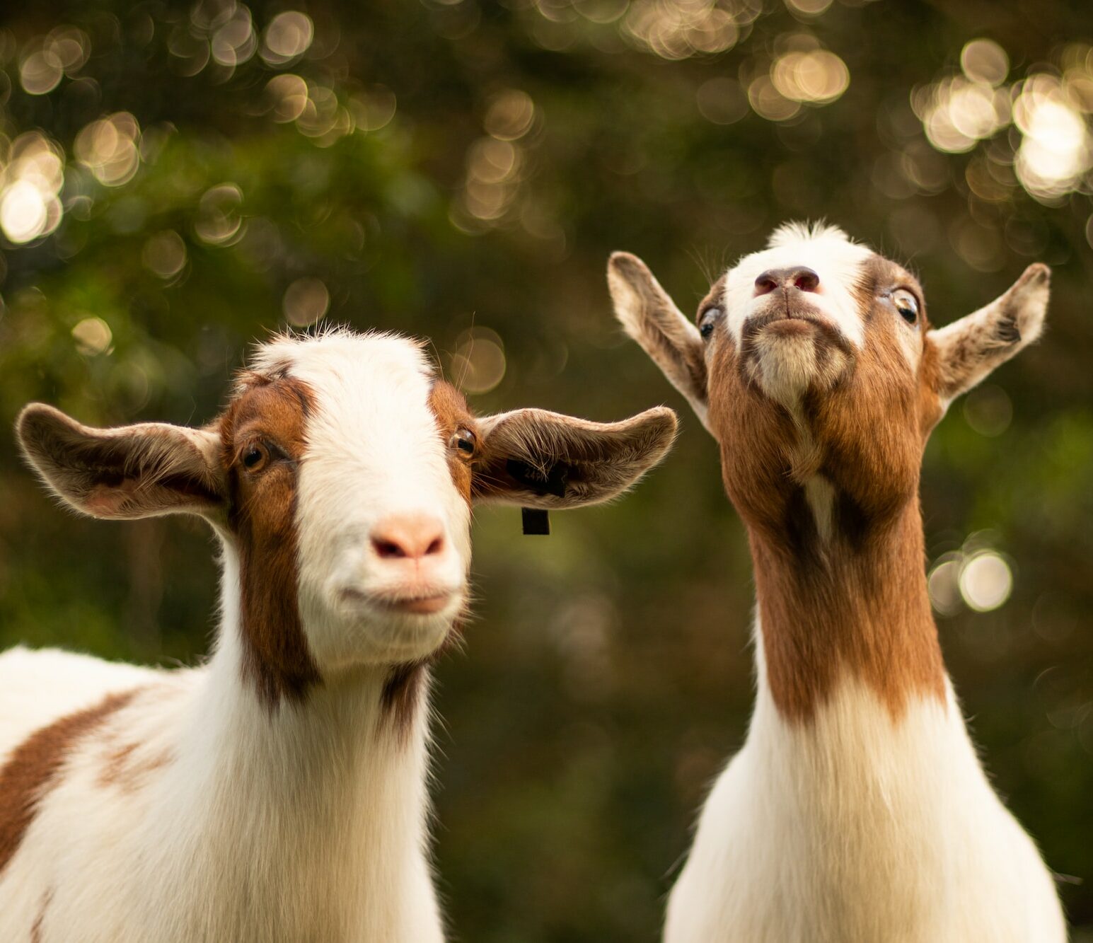 brown and white goats