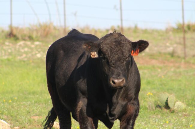 black cow on green grass field during daytime