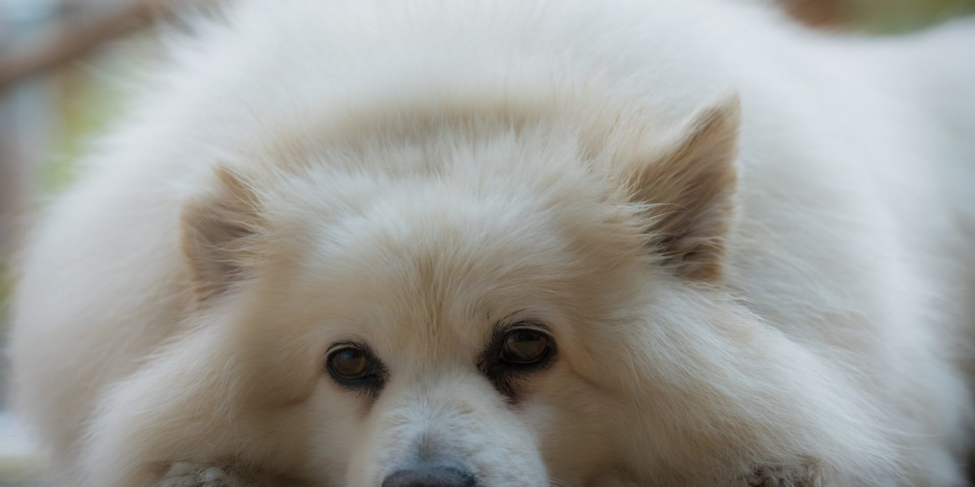 What to do if your pet is constipated Vet Services Hawke s Bay