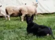 A dog sitting in the grass with a herd of sheep in the background
