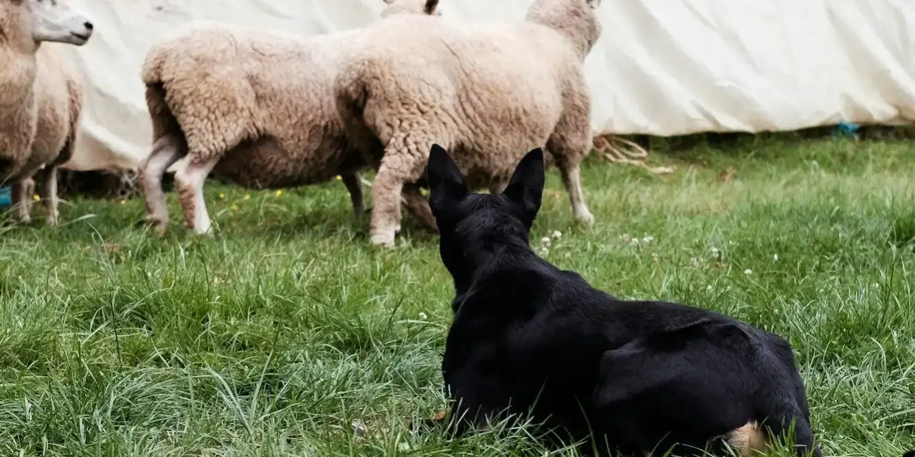 Photo by Alexis J. A dog sitting in the grass with a herd of sheep in the background