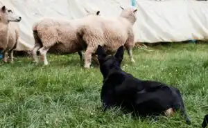A dog sitting in the grass with a herd of sheep in the background
