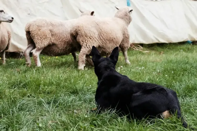 Photo by Alexis J. A dog sitting in the grass with a herd of sheep in the background