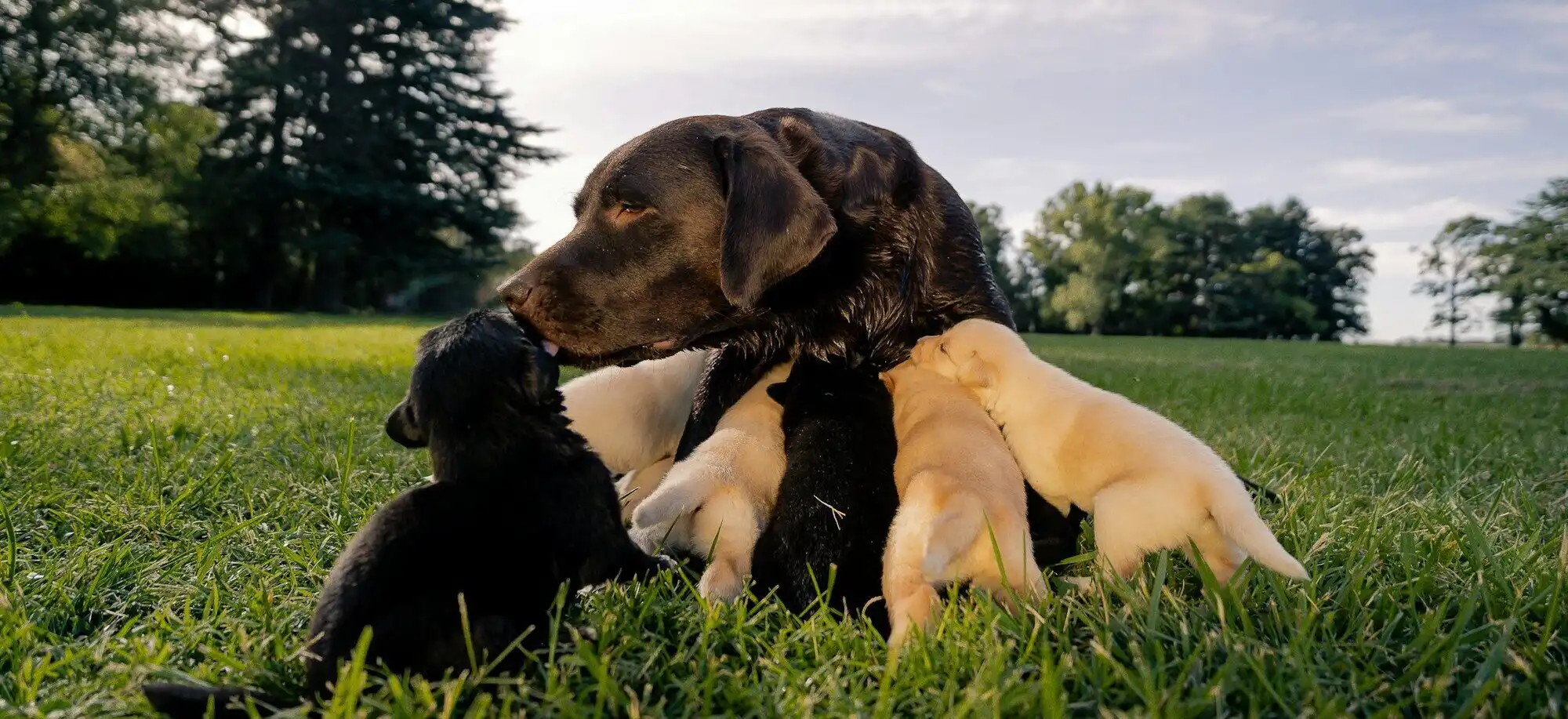 A mother dog nurses her puppies in the grass.