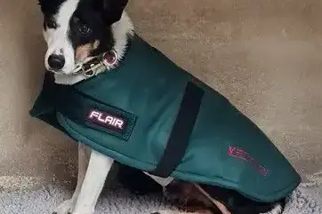 dog coat
