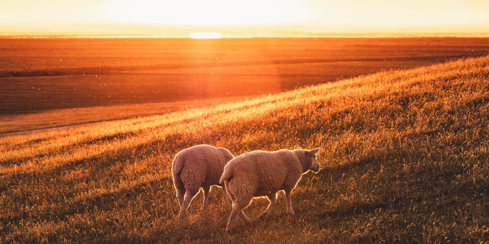 white sheep on brown grass field during sunset