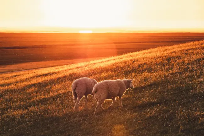 white sheep on brown grass field during sunset