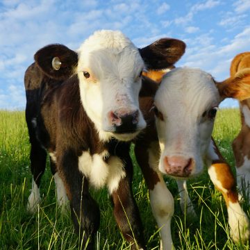 Curious Baby cows in New Zealand