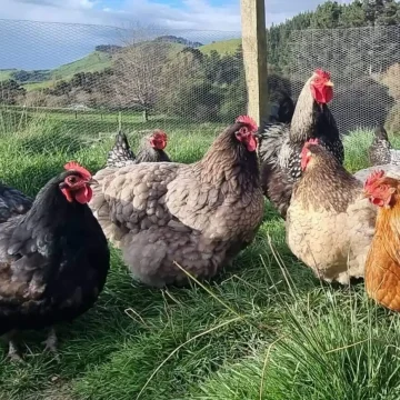 Hamish Chickens