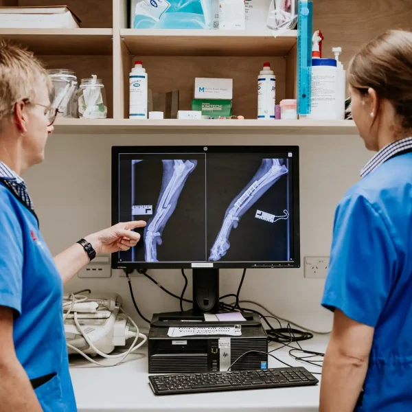 Lisa Fisher Photography - Vet Services Hawkes Bay CHB - High Resolution-103