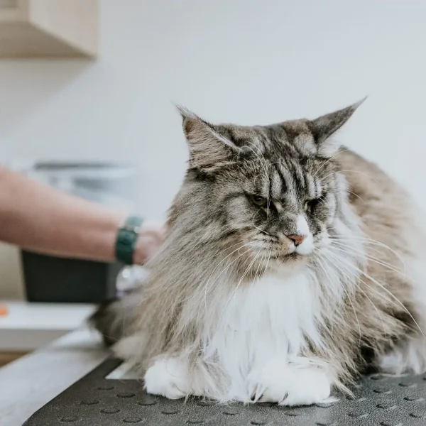 Lisa Fisher Photography - Vet Services Hawkes Bay CHB - High Resolution-132