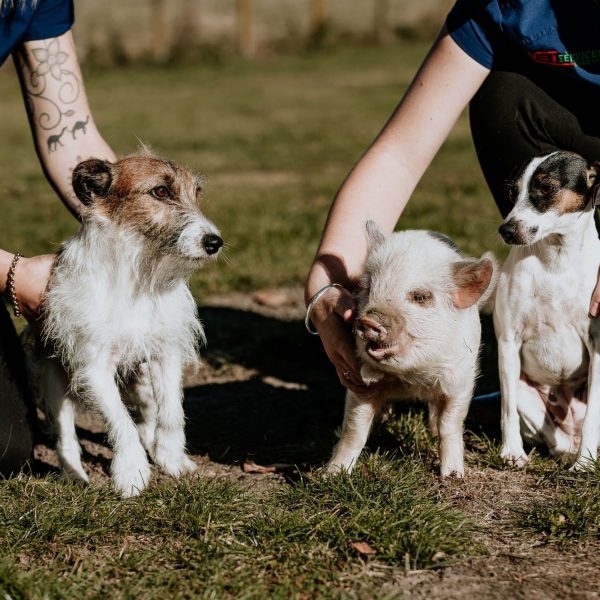 Lisa Fisher Photography - Vet Services Hawkes Bay CHB - High Resolution-15