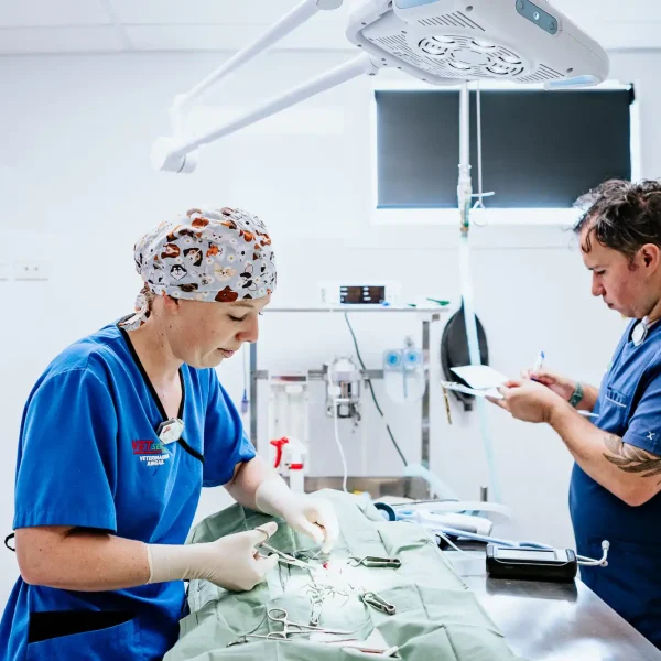 Lisa Fisher Photography - Vet Services Hawkes Bay CHB - High Resolution-24