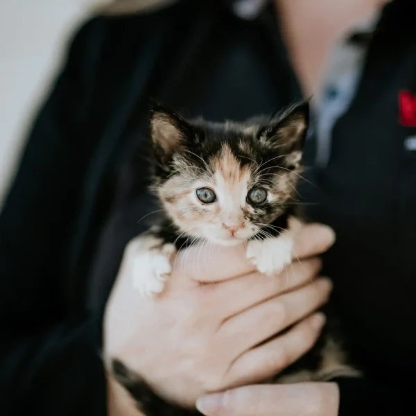 Lisa Fisher Photography - Vet Services Hawkes Bay CHB - High Resolution-33