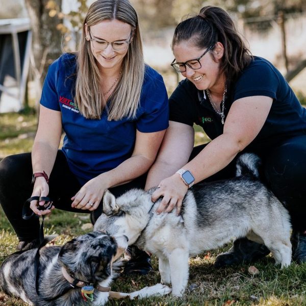 Lisa Fisher Photography - Vet Services Hawkes Bay CHB - High Resolution-62