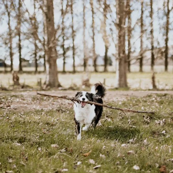 Lisa Fisher Photography - Vet Services Hawkes Bay CHB - Web Social Media-170