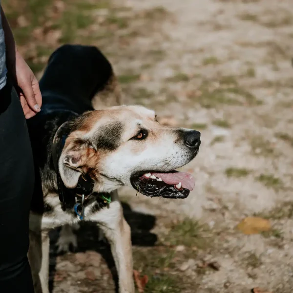 Lisa Fisher Photography - Vet Services Hawkes Bay CHB - Web Social Media-185