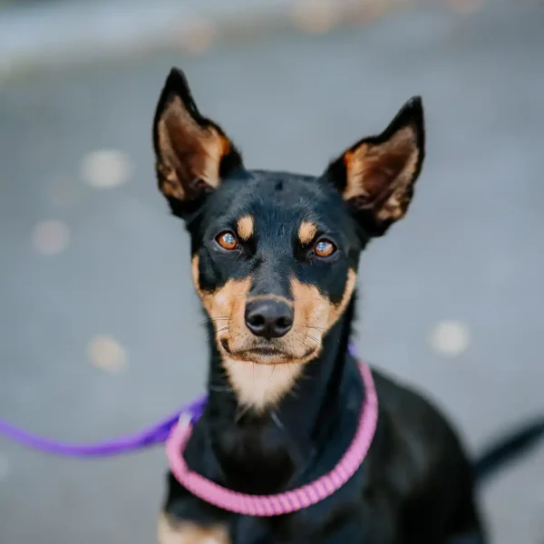 Lisa Fisher Photography - Vet Services Hawkes Bay Hastings -High Resolution-8