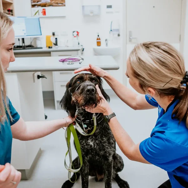 Lisa Fisher Photography - Vet Services Hawkes Bay Napier -High Resolution-52