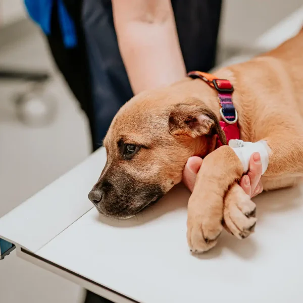 Lisa Fisher Photography - Vet Services Hawkes Bay Napier - Web Social Media-85