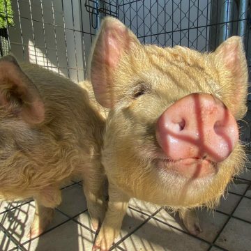 Piglets in for castrate & nose ring