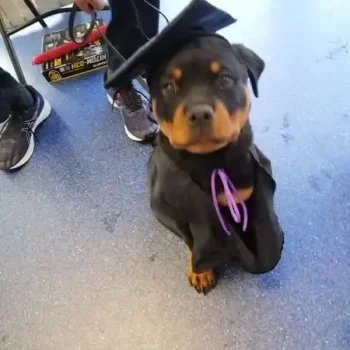 Sept Grad