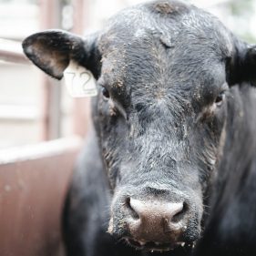 a close up of a black cow in a pen