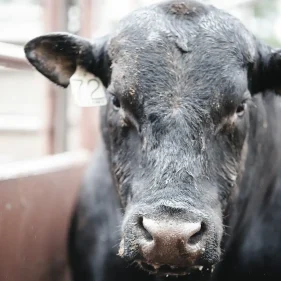 a close up of a black cow in a pen