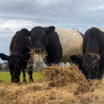 young galloways