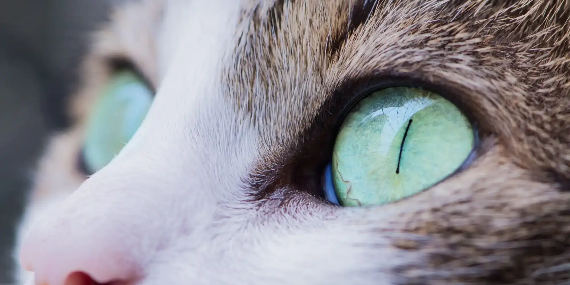 Photo by Antonio Lapa close up photo of cat