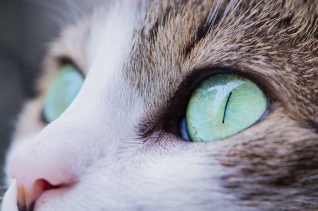 close up photo of cat