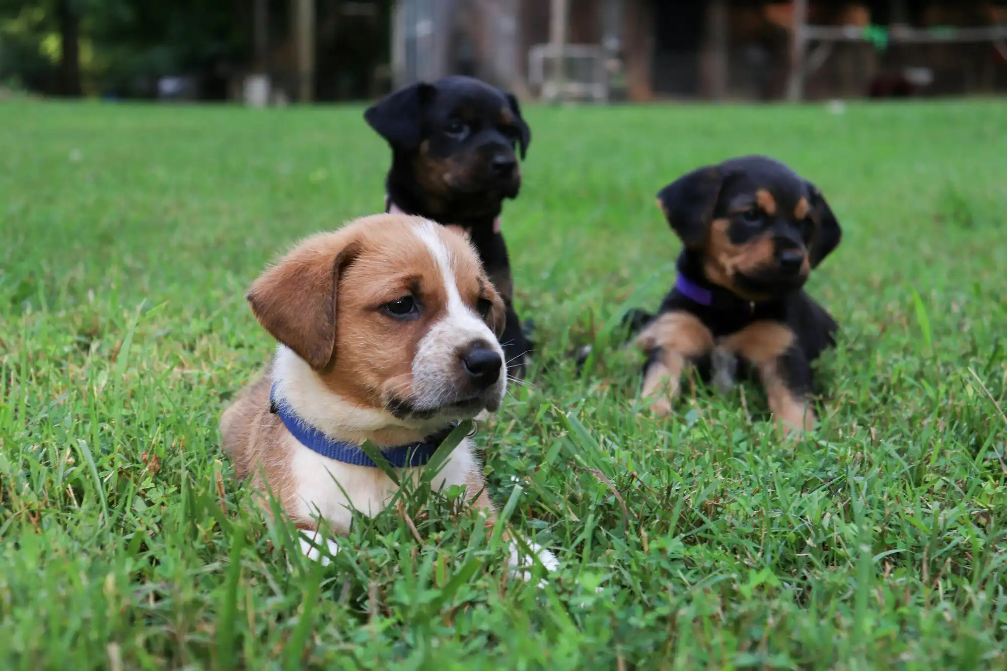 Three cute puppies relaxing on green grass outdoors.