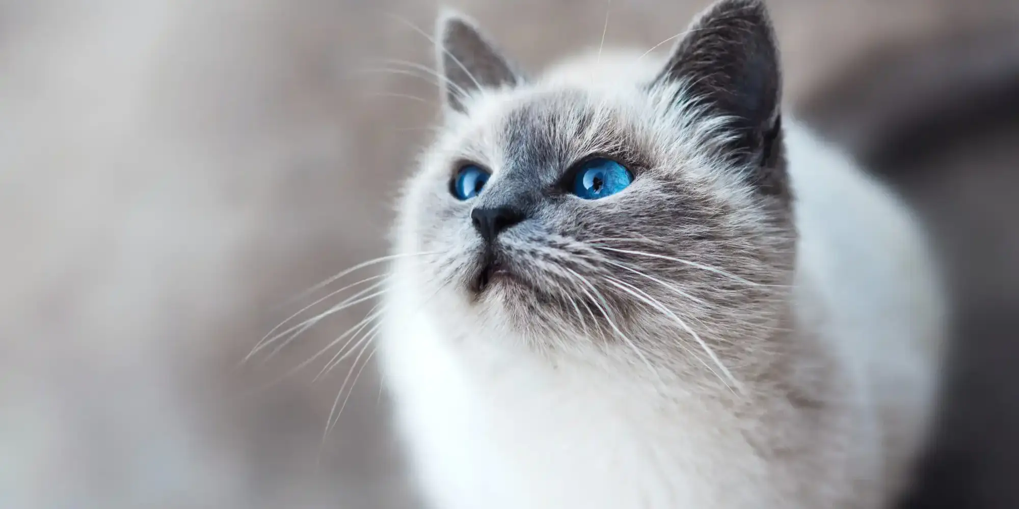 Photo by MIKHAIL VASILYEV white and gray cat