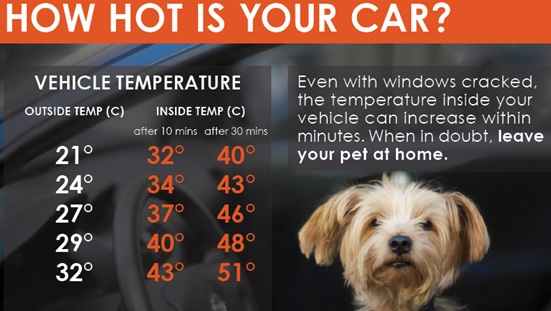Dogs in Hot Cars - New regulations