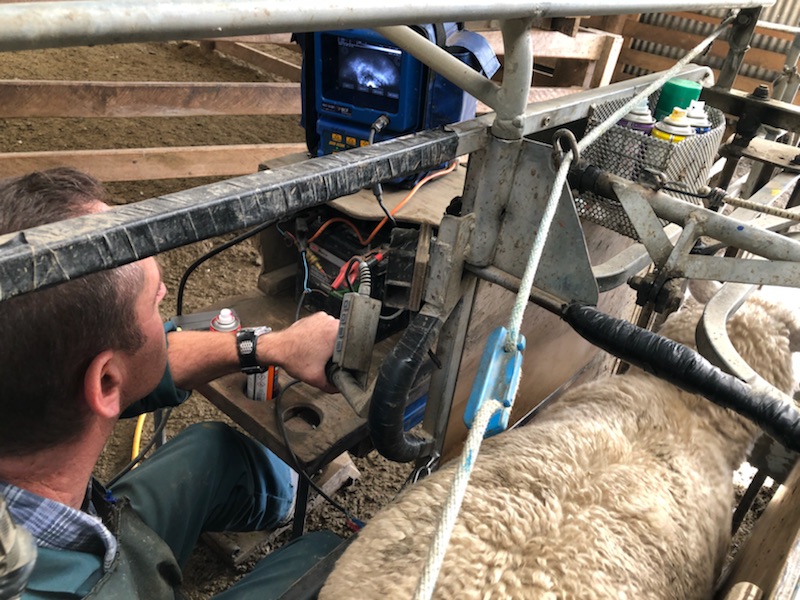 The Benefits of Sheep Scanning Harry Whiteside Vet Services Hawke's Bay