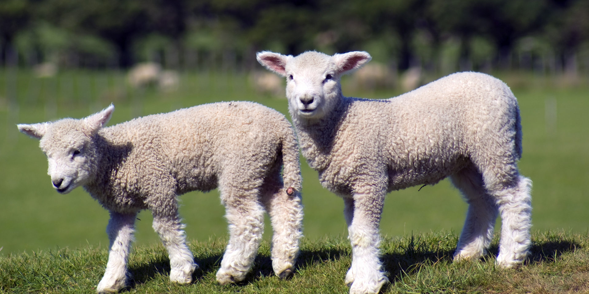 Anf lamb hotsell
