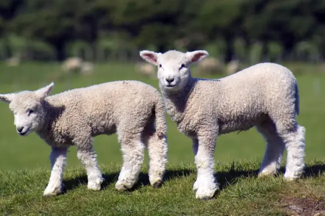 Orphan Lambs and Lamb Rearing- Best practice