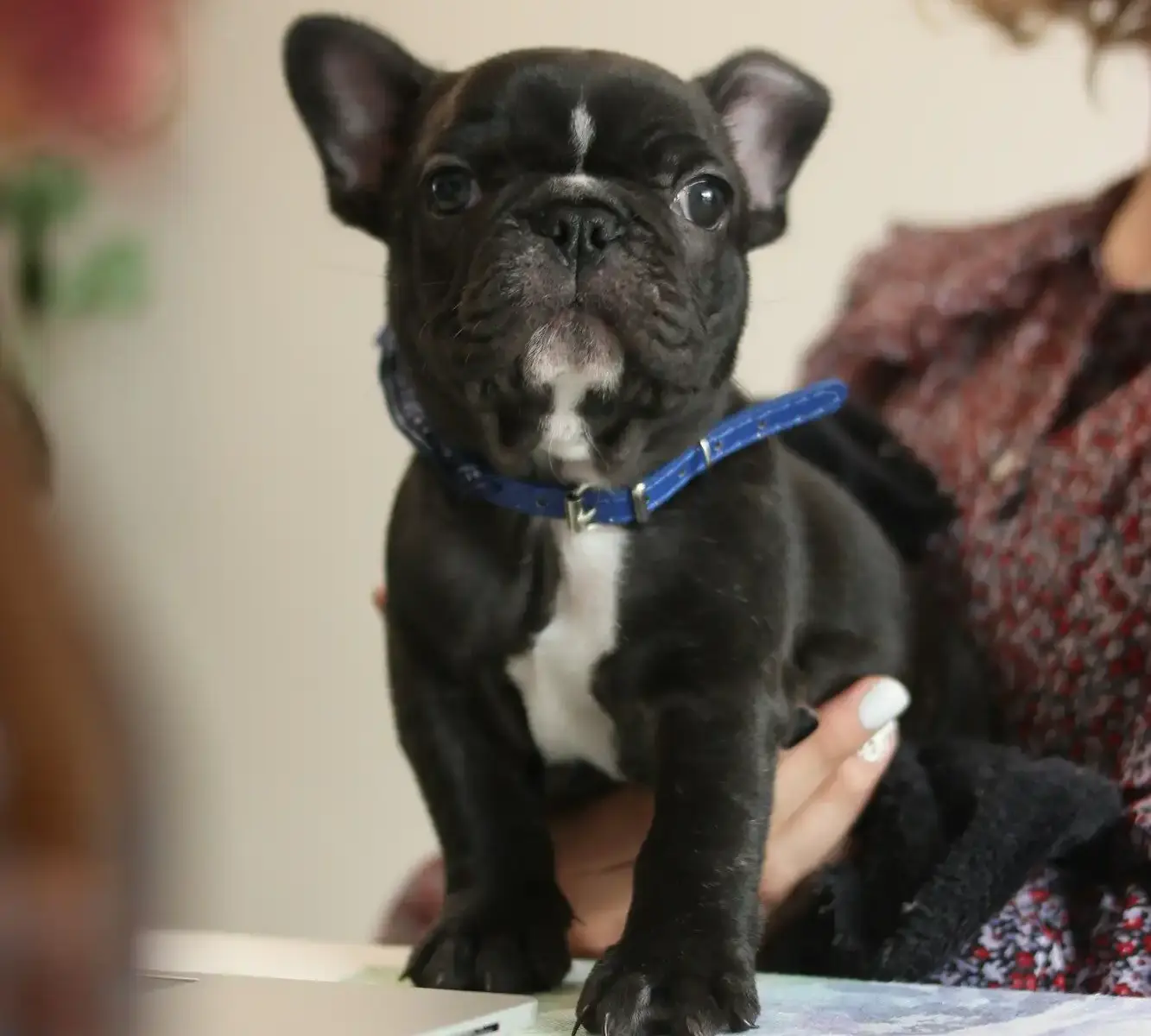 a dog sitting on a table