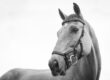 gray scale photo of horse