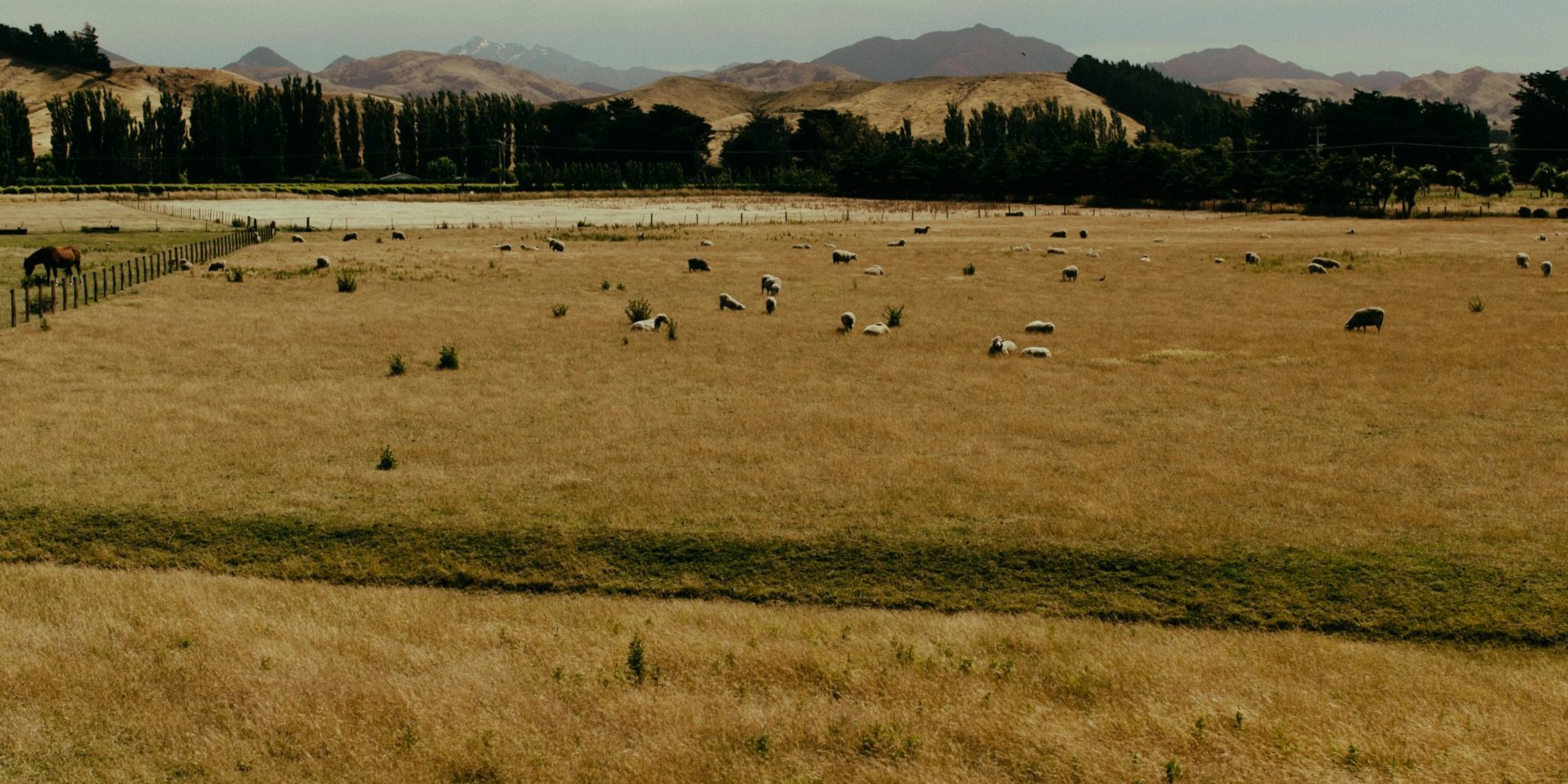 brown grass field with animals on field during daytime