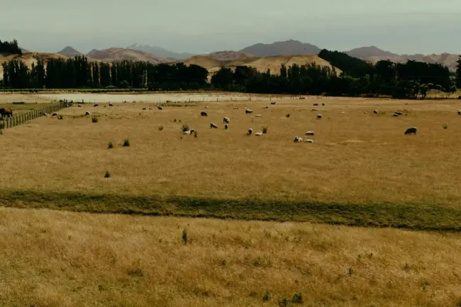 brown grass field with animals on field during daytime