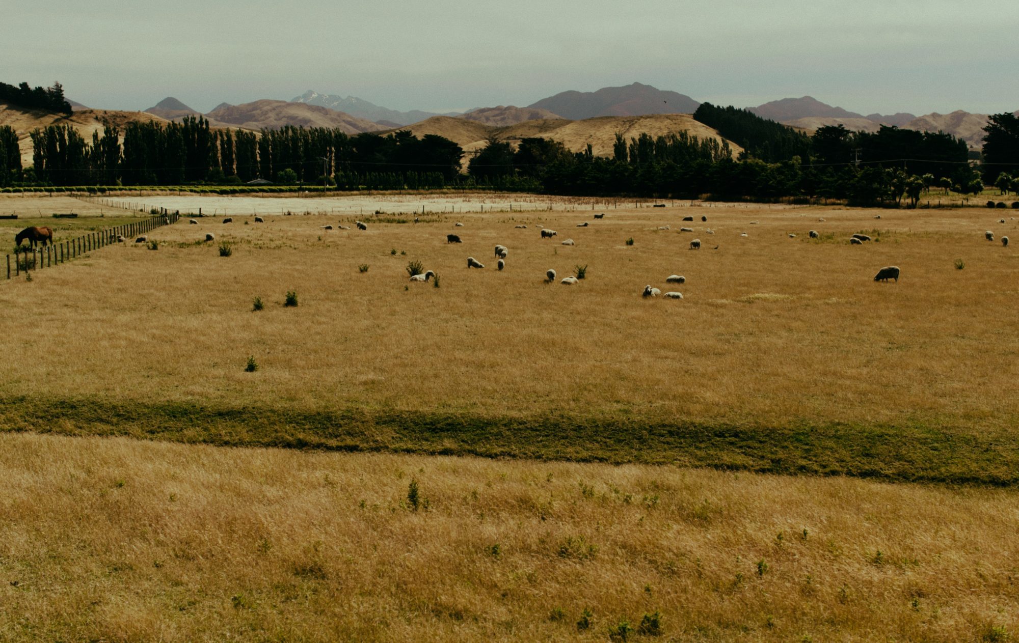 brown grass field with animals on field during daytime