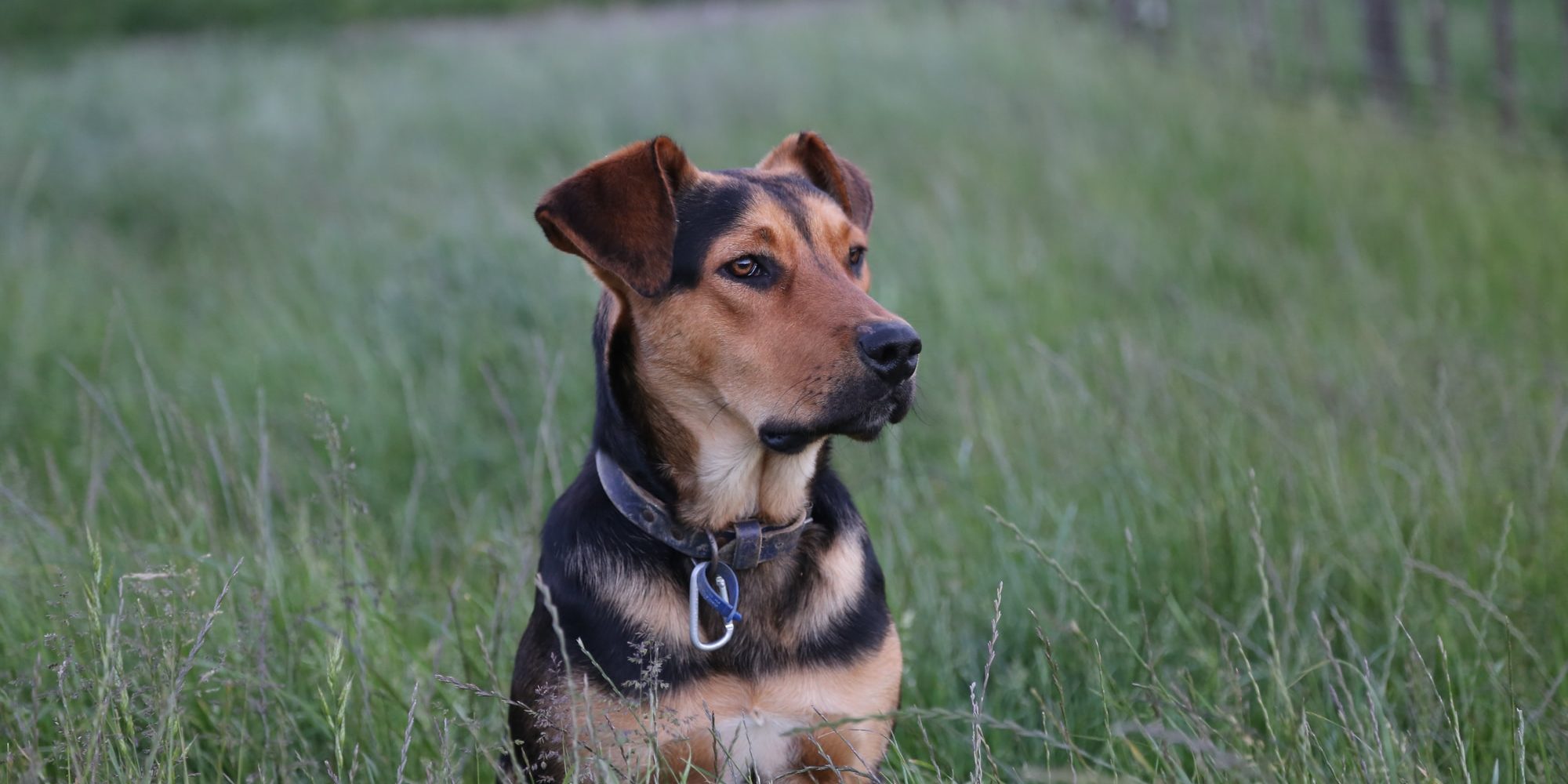 black and tan short coat medium sized dog on green grass field during daytime