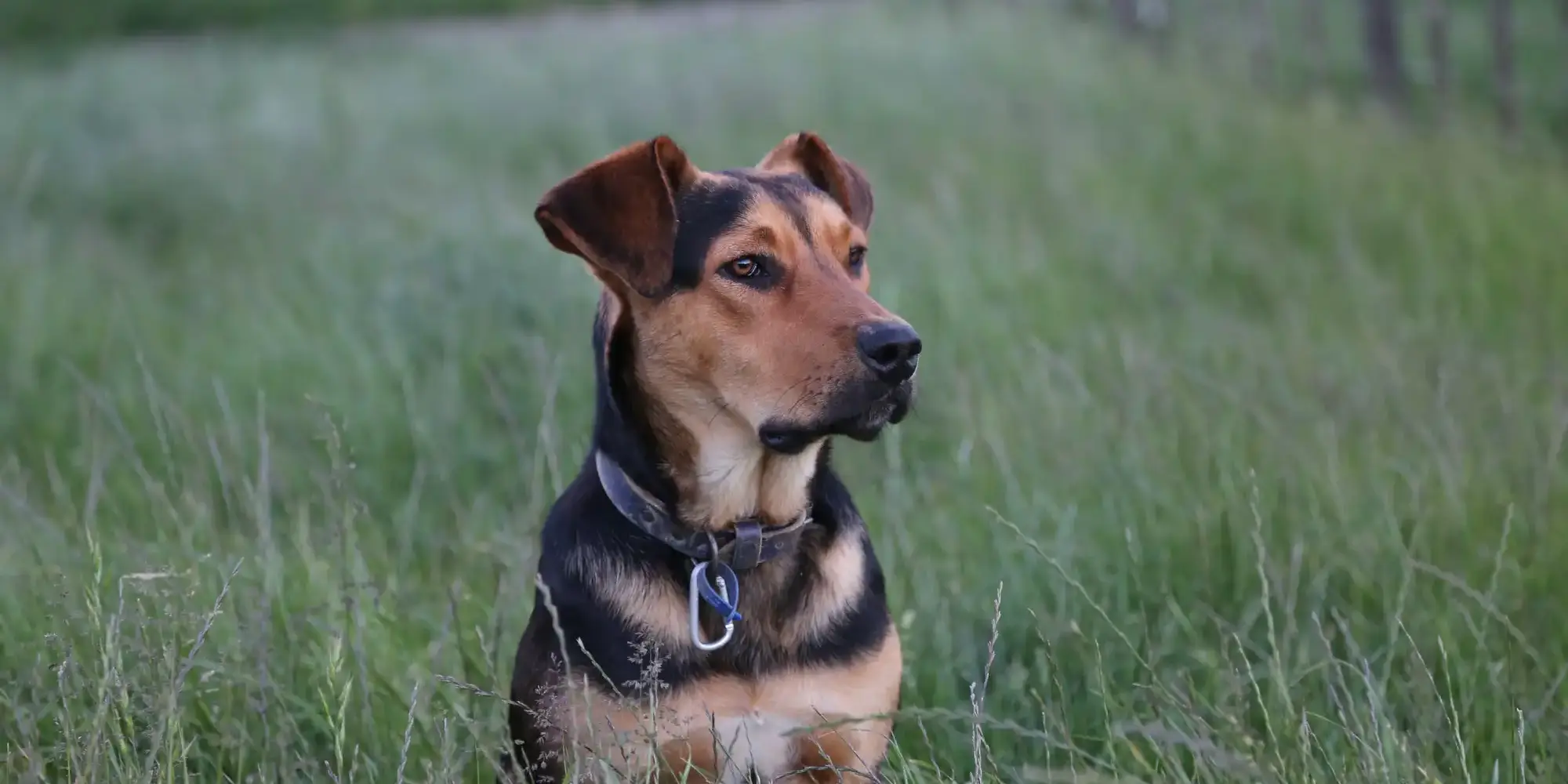 Photo by Mum of a Shepherd black and tan short coat medium sized dog on green grass field during daytime