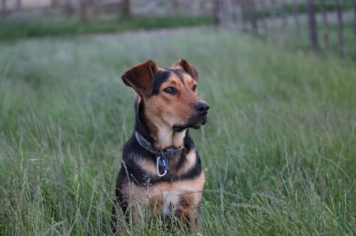 black and tan short coat medium sized dog on green grass field during daytime